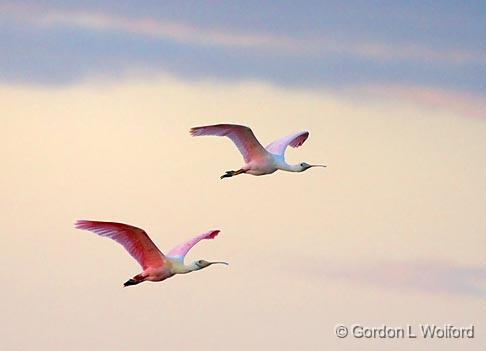 Roseate Spoonbills In Flight_33575.jpg - Roseate Spoonbills (Ajaia ajaja) photographed along the Gulf coast near Port Lavaca, Texas, USA.